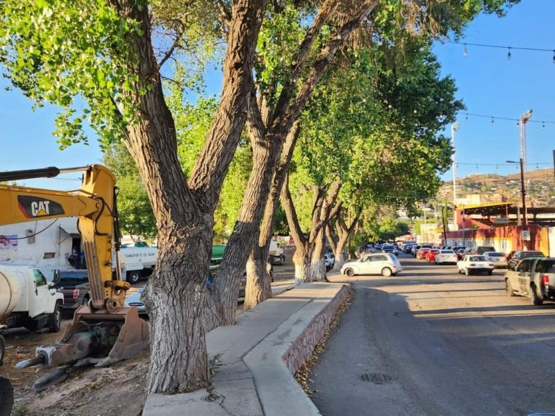 PROAES supervisará reubicación y siembra de árboles