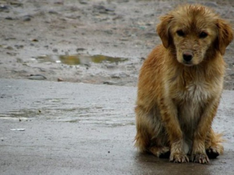 Problemas de acoger un animal callejero