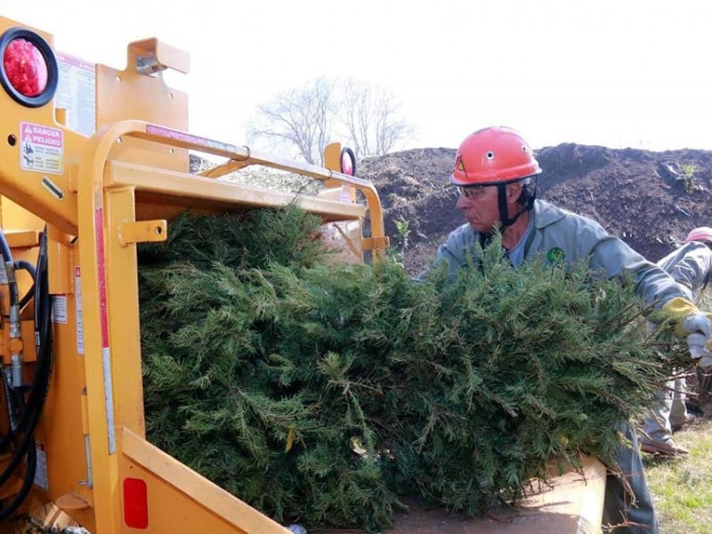Probosque recolectará árboles de navidad naturales