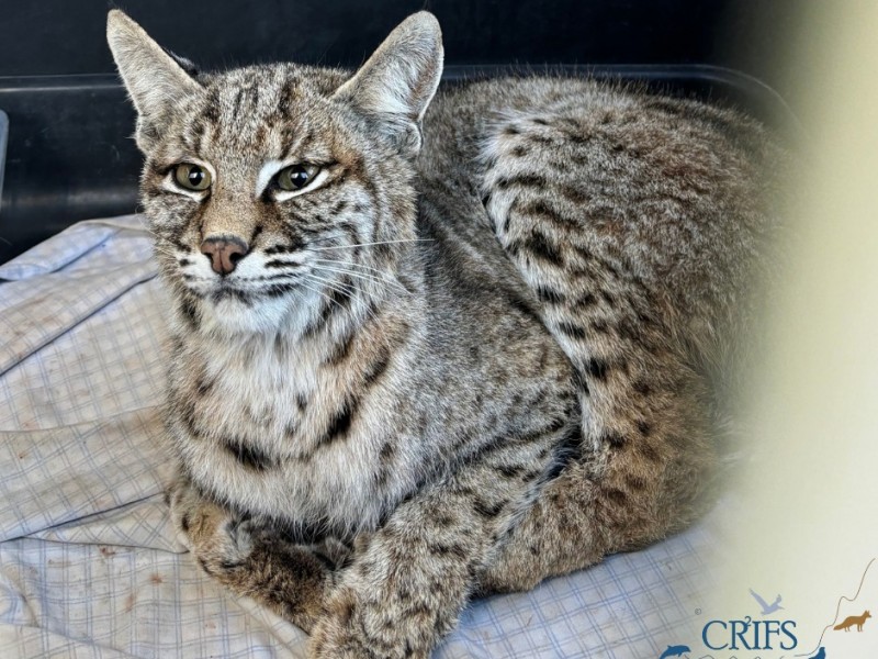 Gato Montés es rehabilitado en CRRIFS San Carlos