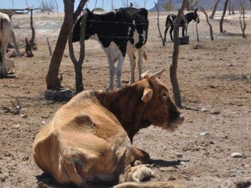 Producción agropecuaria afectada gravemente por sequía