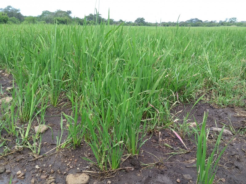 Producción arroz cae 30% por escacez de agua