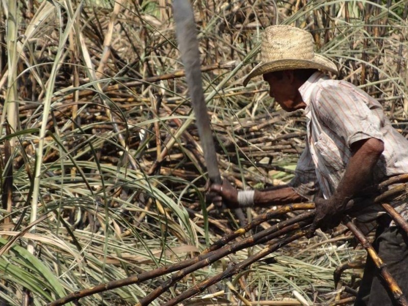 Producción de azúcar, cerca del millón de toneladas