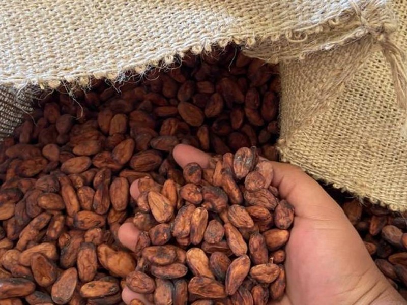 Producción de cacao con severa crisis