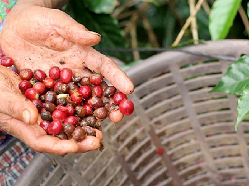Producción de café en Colima podría desaparecer