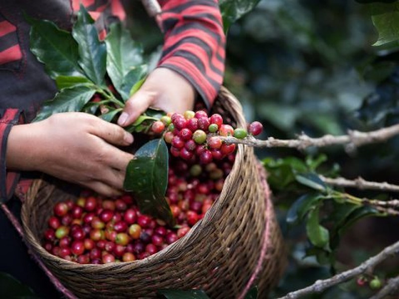 Producción de café mantiene a Chiapas en 1er lugar nacional