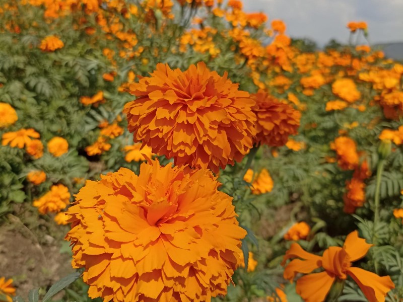 Producción de flor de muerto disminuyó, afectada por clima, encarecerá