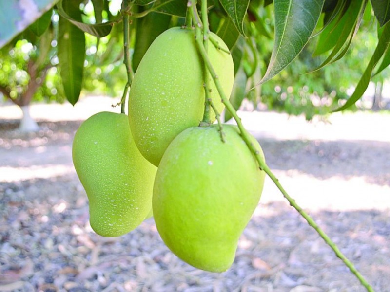 Producción de frutas y granos a la baja en Chiapas