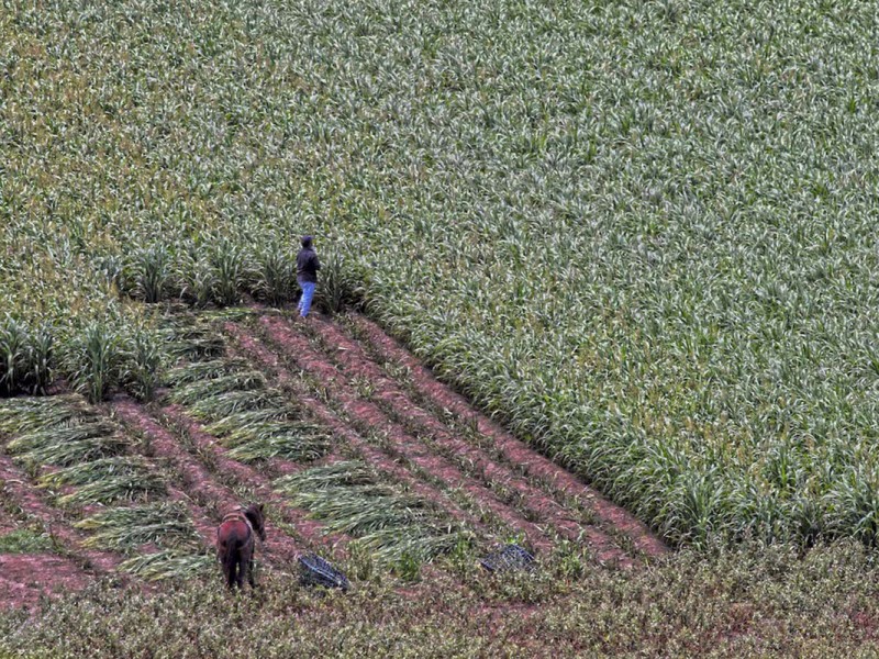 Producción de granos en Chiapas a la baja