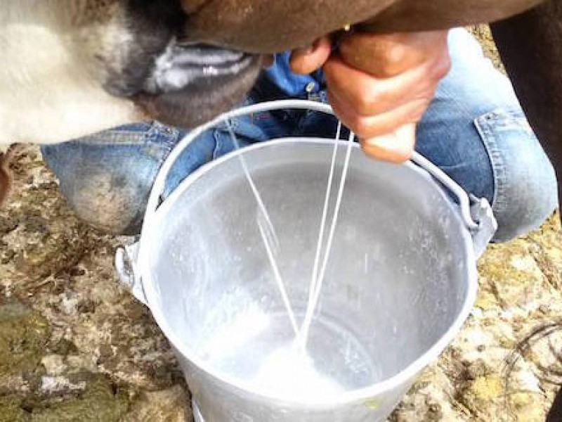 Producción de leche afectada por contingencia