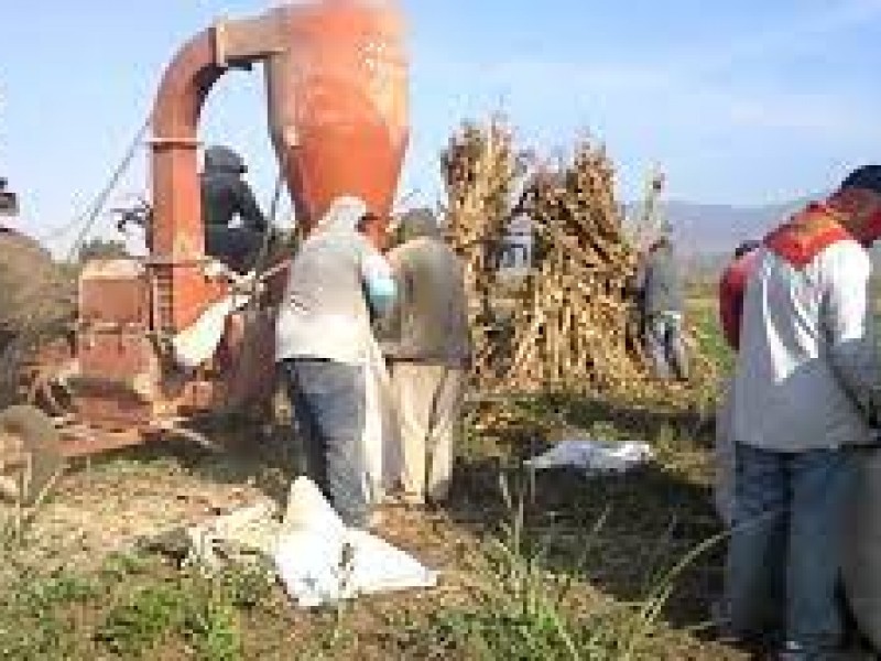 Producción de maíz de la sierra, se utiliza para ganado