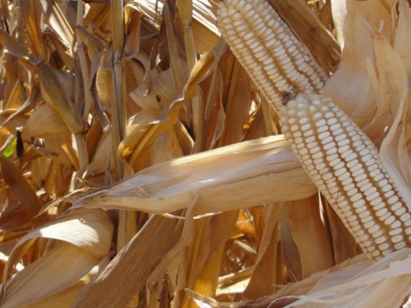 Producción de maíz podría verse afectada por sequía