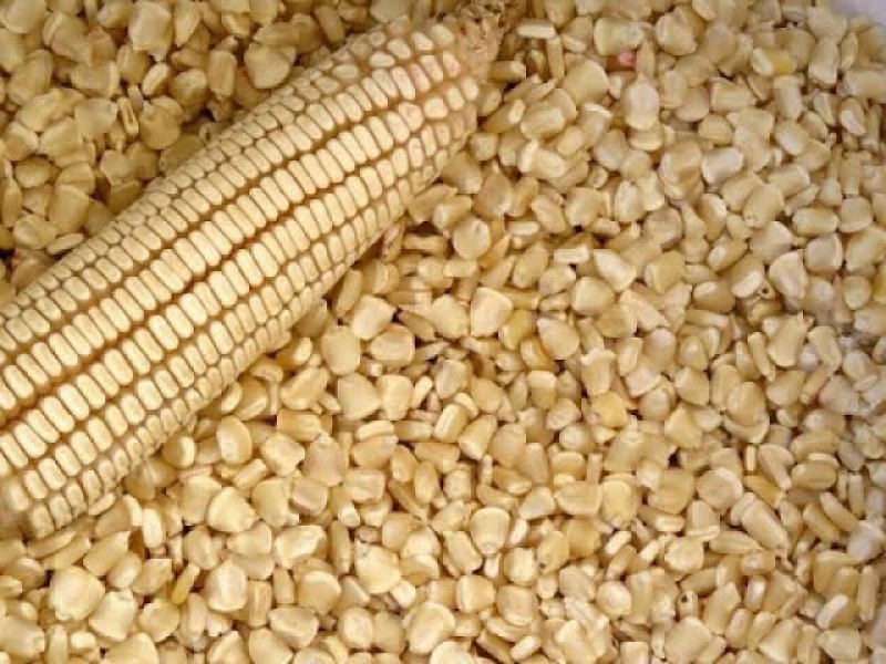 Producción de maíz se desplomó en el 2023