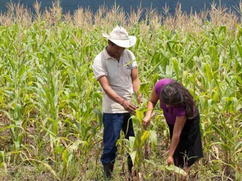 Producción de maíz se mantiene estable