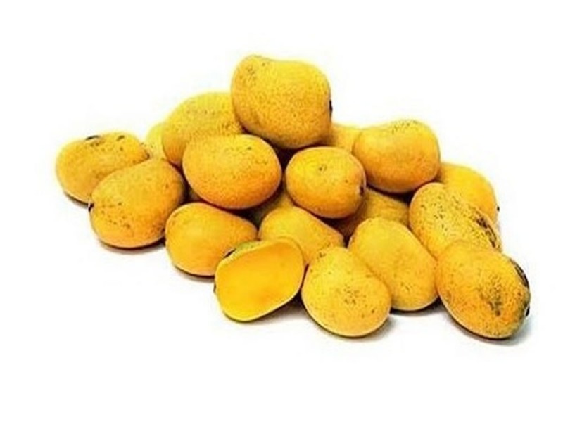 Producción de “mango niño” es por abuso de fitorregulador