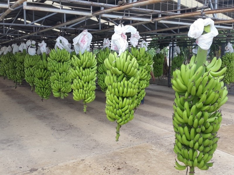 Producción de plátano se destaca en Chiapas