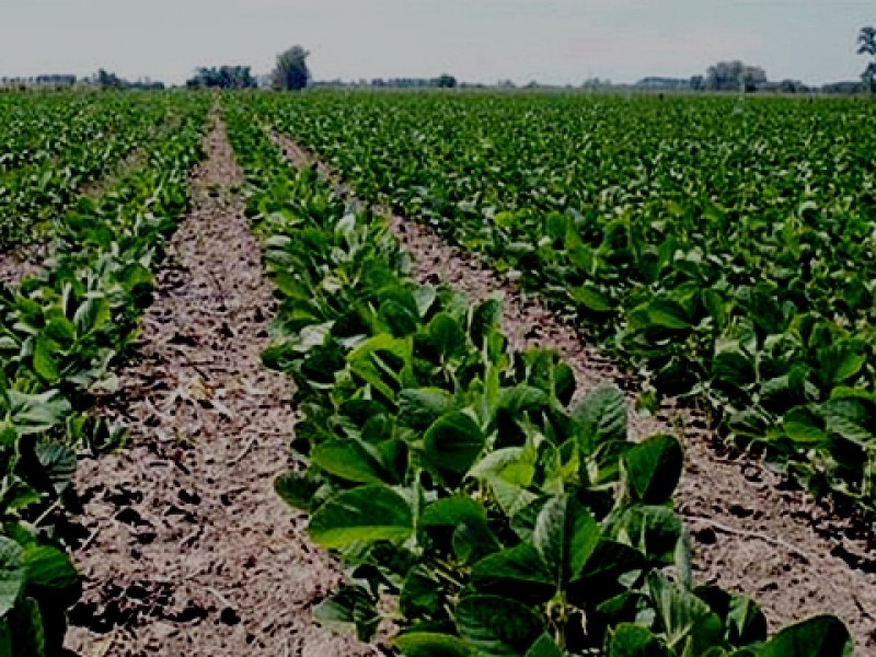 Producción de soya mermada ante contingencia