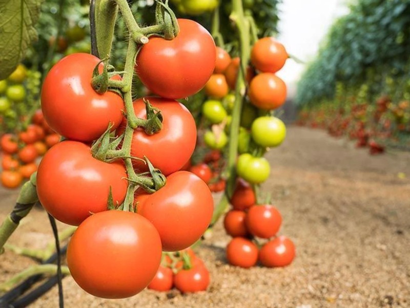 Siembra de tomate Sinaloense registra contracción del 30% en este ciclo agrícola Siembra de tomate Sinaloense registra contracción del 30% en este ciclo agrícola