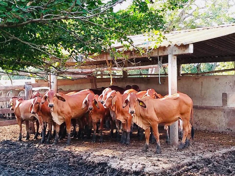 Producción ganadera amenazada por el estiaje