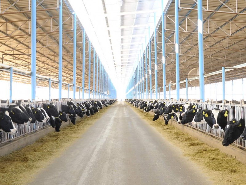 Producción lechera en la Comarca crece 14.71%