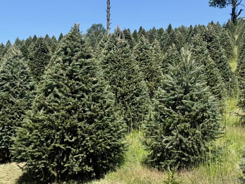 Producción Navideña en Edomex: 472 mil Árboles disponibles