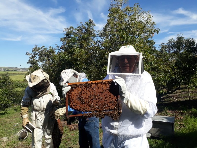 Producciones agrícolas en riesgo por aniquilación de abejas