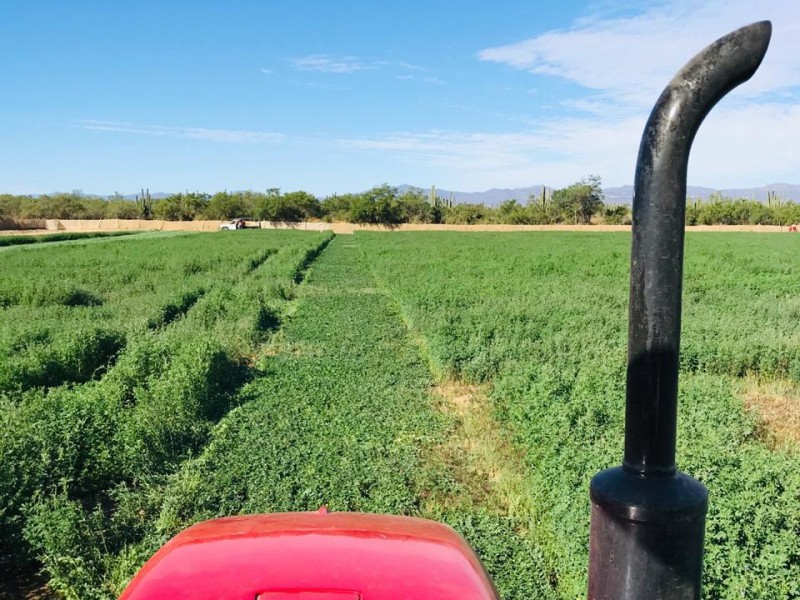 Producciones agrícolas se encuentran en desplome