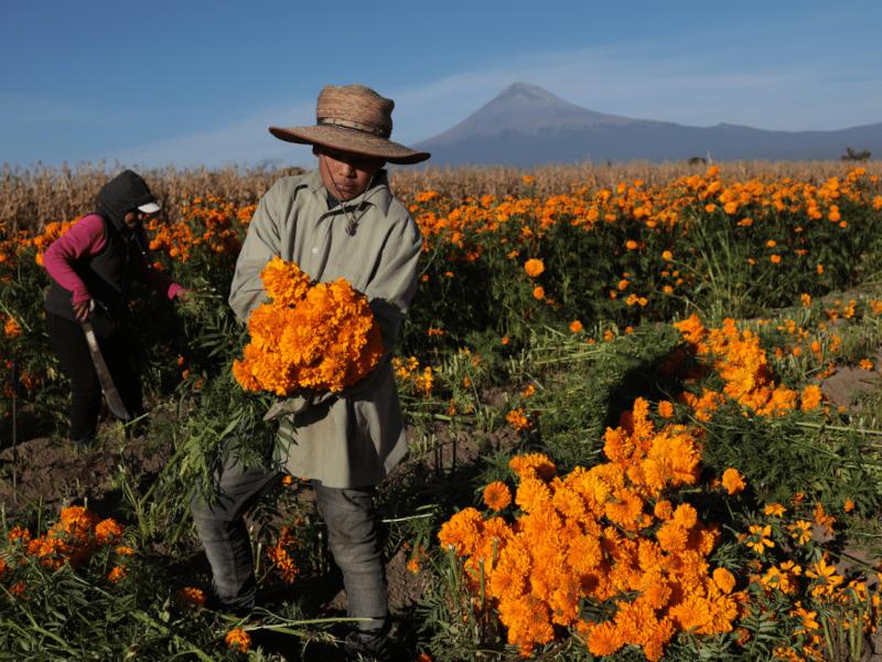 Producción de cempasúchil alcanza 400 millones de pesos : Bajío mantiene tradición