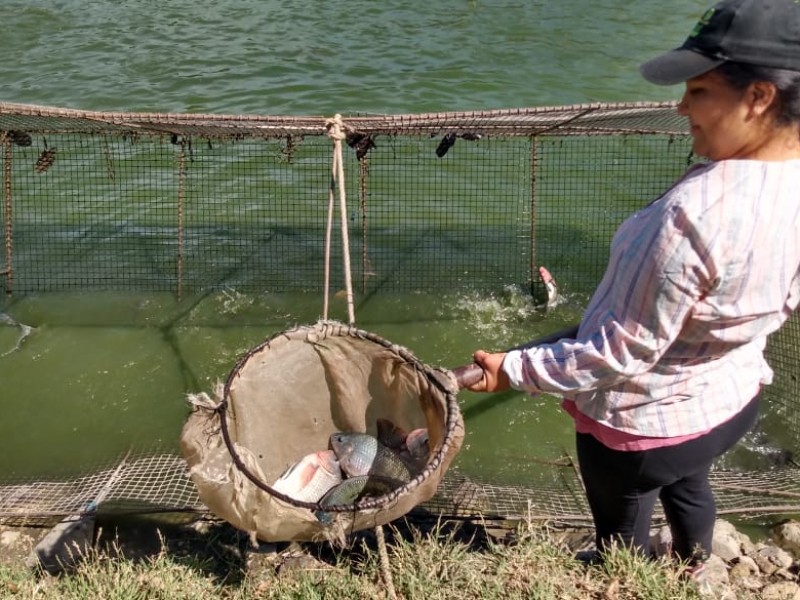 Producen 27 toneladas de tilapia por estanque al año