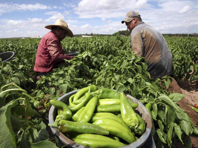 Producir más sin sembrar más: el desafío de la agricultura mundial