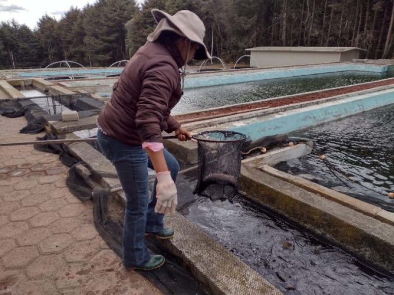 Producirá Edomex 75 mil toneladas de pescado para Cuaresma