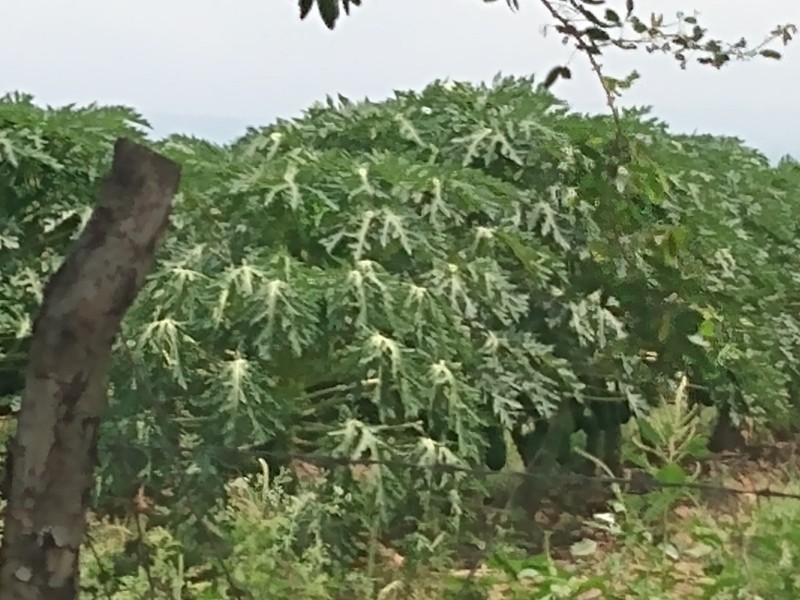 Producirán más de 150 mil toneladas de papaya