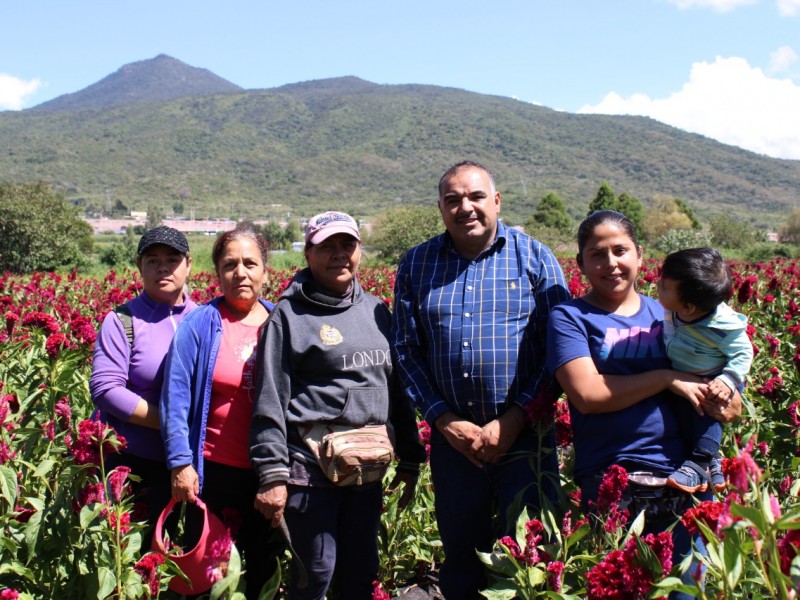 Productoras de flores se posicionan en los mercados regionales