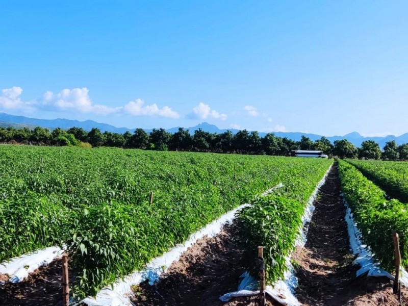 Productores a la expectativa por cambios climatológicos