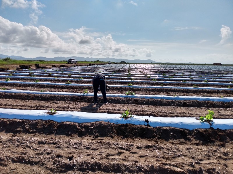 Productores agrícolas abordarán a AMLO