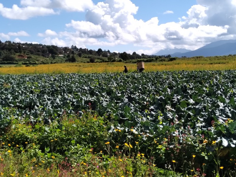 Productores agrícolas cambian de giro, por falta de apoyos