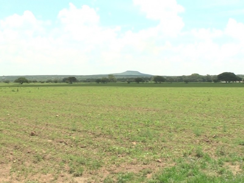 Productores agrícolas en crisis de semilla para siembra