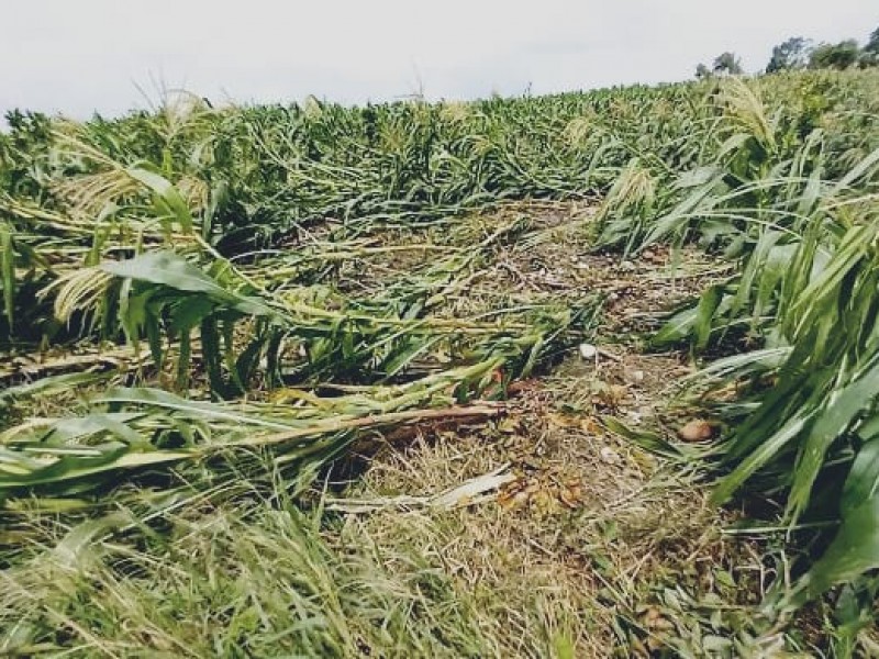 Productores agrícolas en espera del Seguro Catastrófico