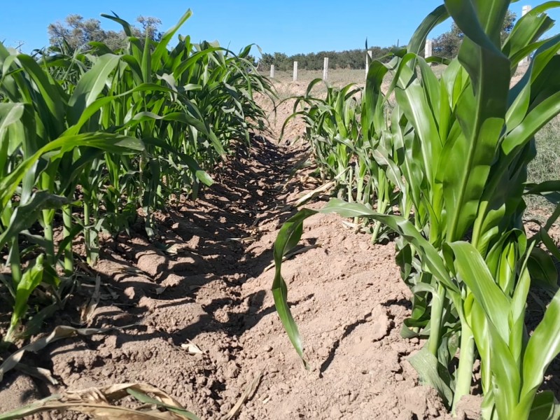 Sequía y carestía traerán más crisis para el campo