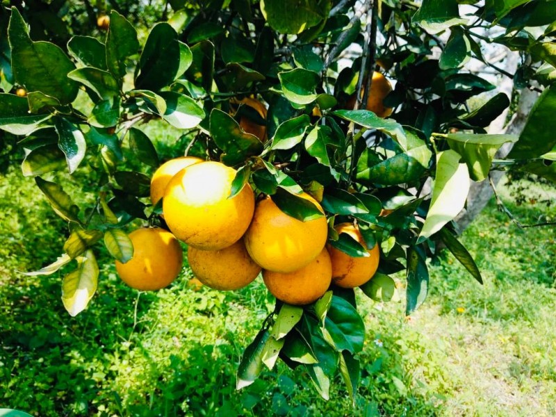 Productores agroecológicos aprovechan maleza  en sus huertas