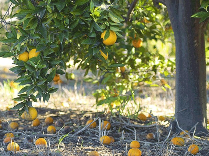 Productores buscan renovar plantaciones