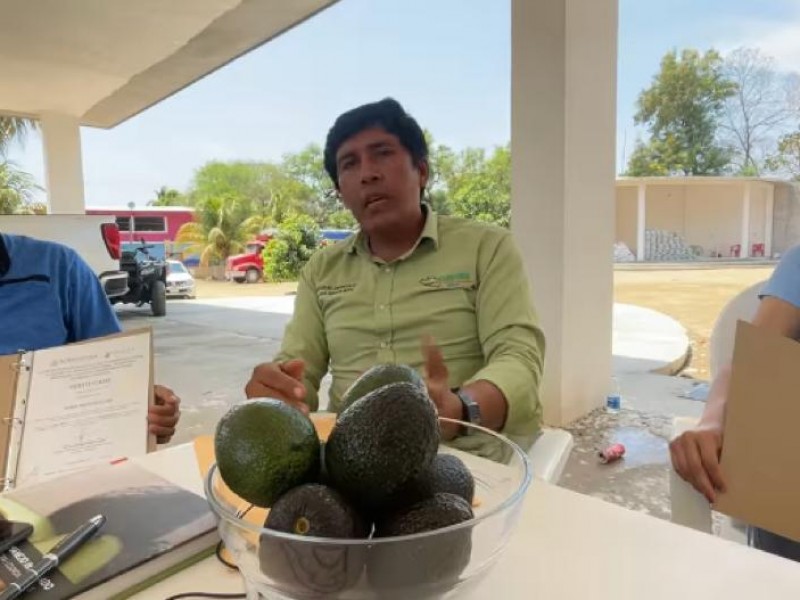 Productores de aguacate en San Antonio, reciben certificación Senasica