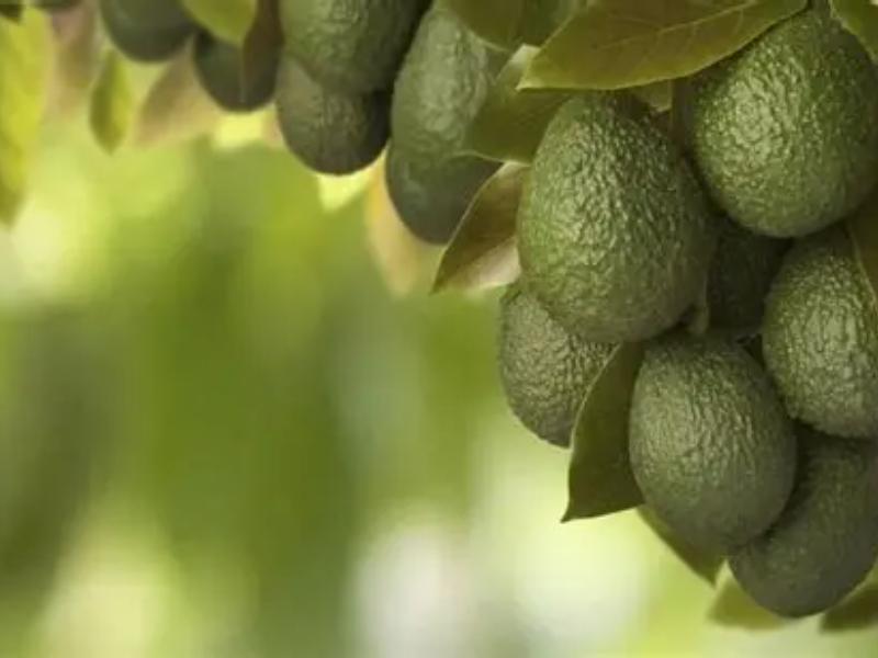 Productores de aguacate niegan acuerdos y mantienen suspendido el corte en Michoacán