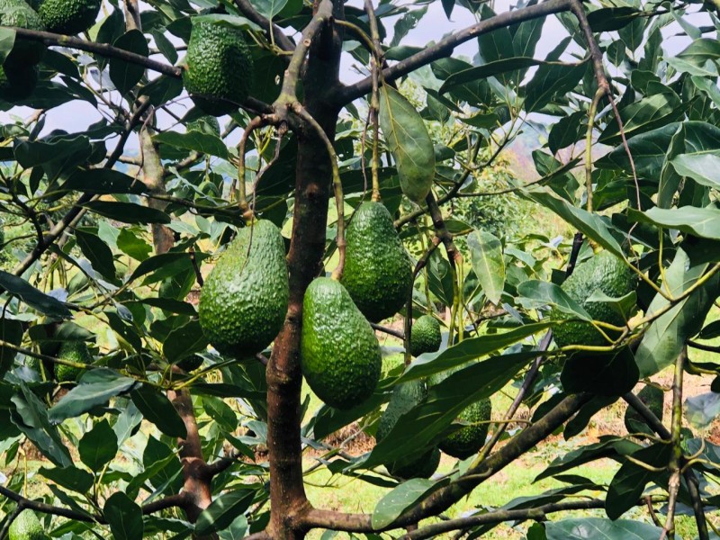 Productores de aguacate participarán en Jornada de Consumo Solidario