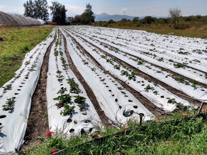 Productores de berries registran pérdidas millonarias en Michoacán