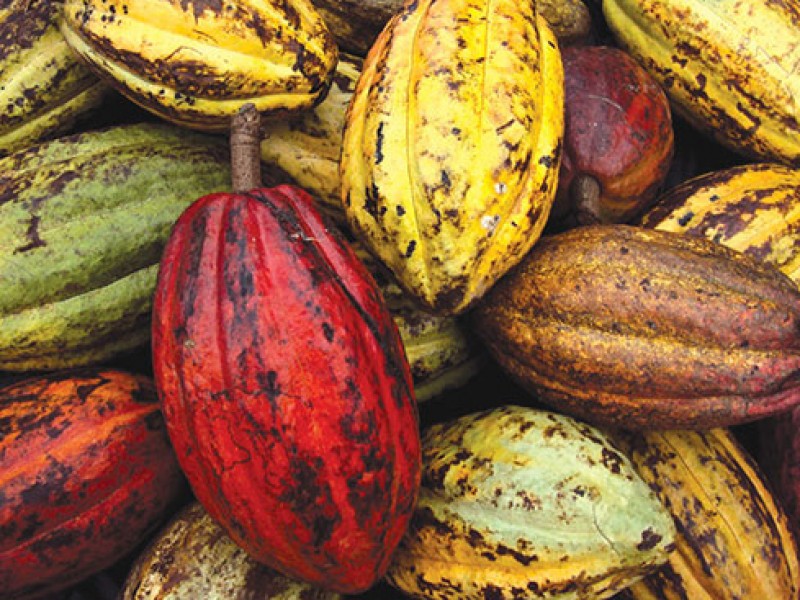 Productores de cacao en Chiapas piden apoyo de fertilizantes