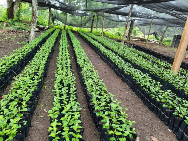 Productores de café de la sierra negra exportan a Suiza.