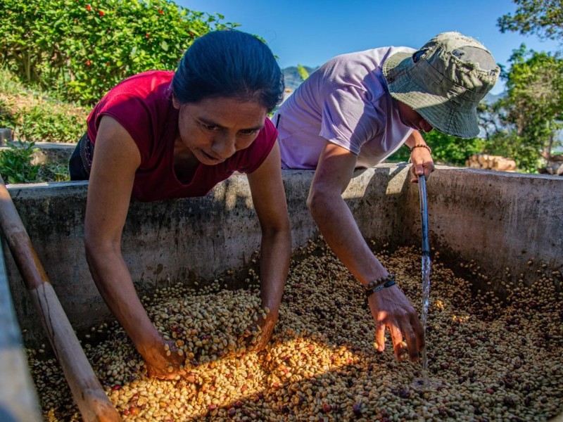 Productores de café piden renovación de plantaciones