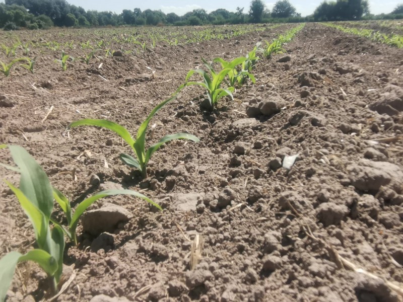 PRODUCTORES DE CAMPO SIGUEN SIN RECIBIR UNA RESPUESTA