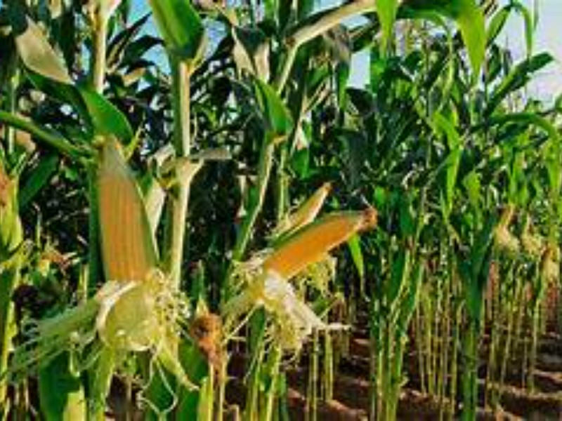 Productores de caña podrían reconvertir tierras para maíz forrajero
